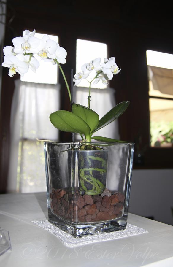 Bed & Breakfast Ca' Di Vissai Arnasco 外观 照片
